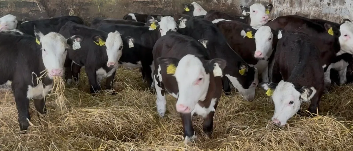 25 smashing HEX heifer runners - Image 4
