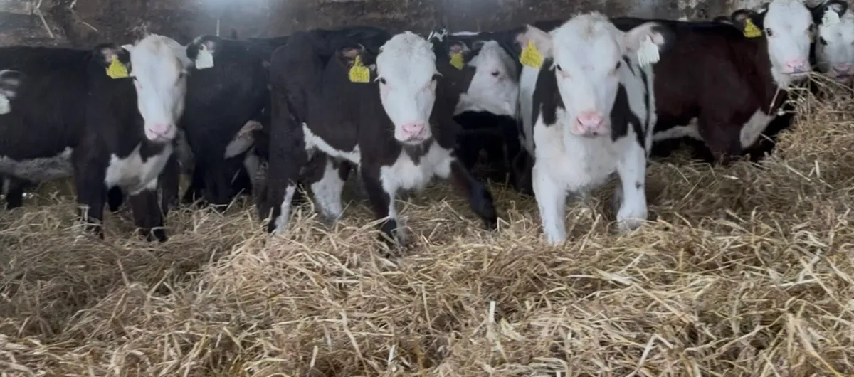25 smashing HEX heifer runners - Image 1