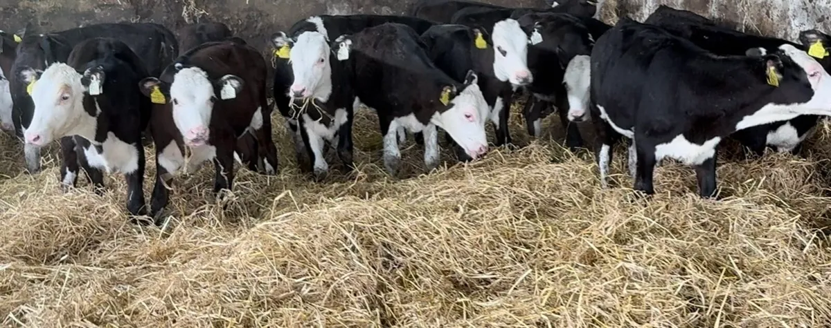 25 smashing HEX heifer runners - Image 2
