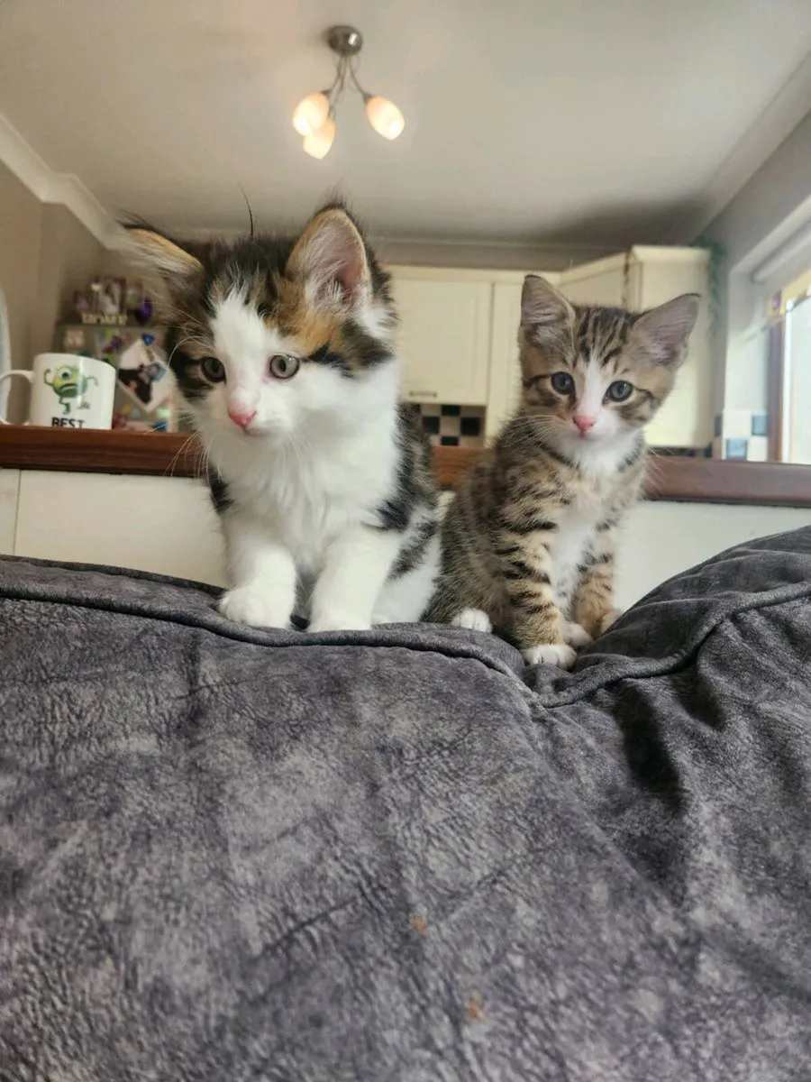 Kittens - Image 1