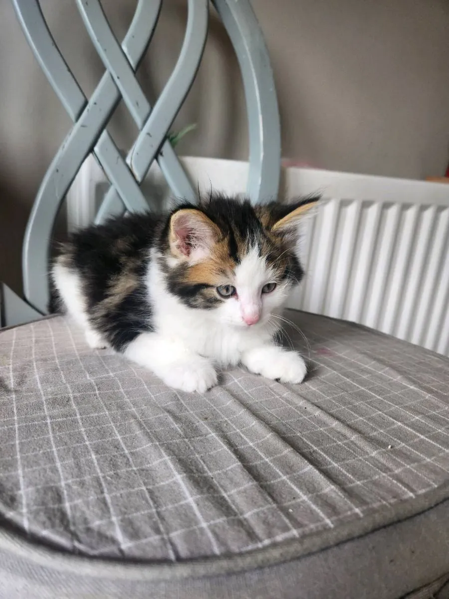 Kittens - Image 4