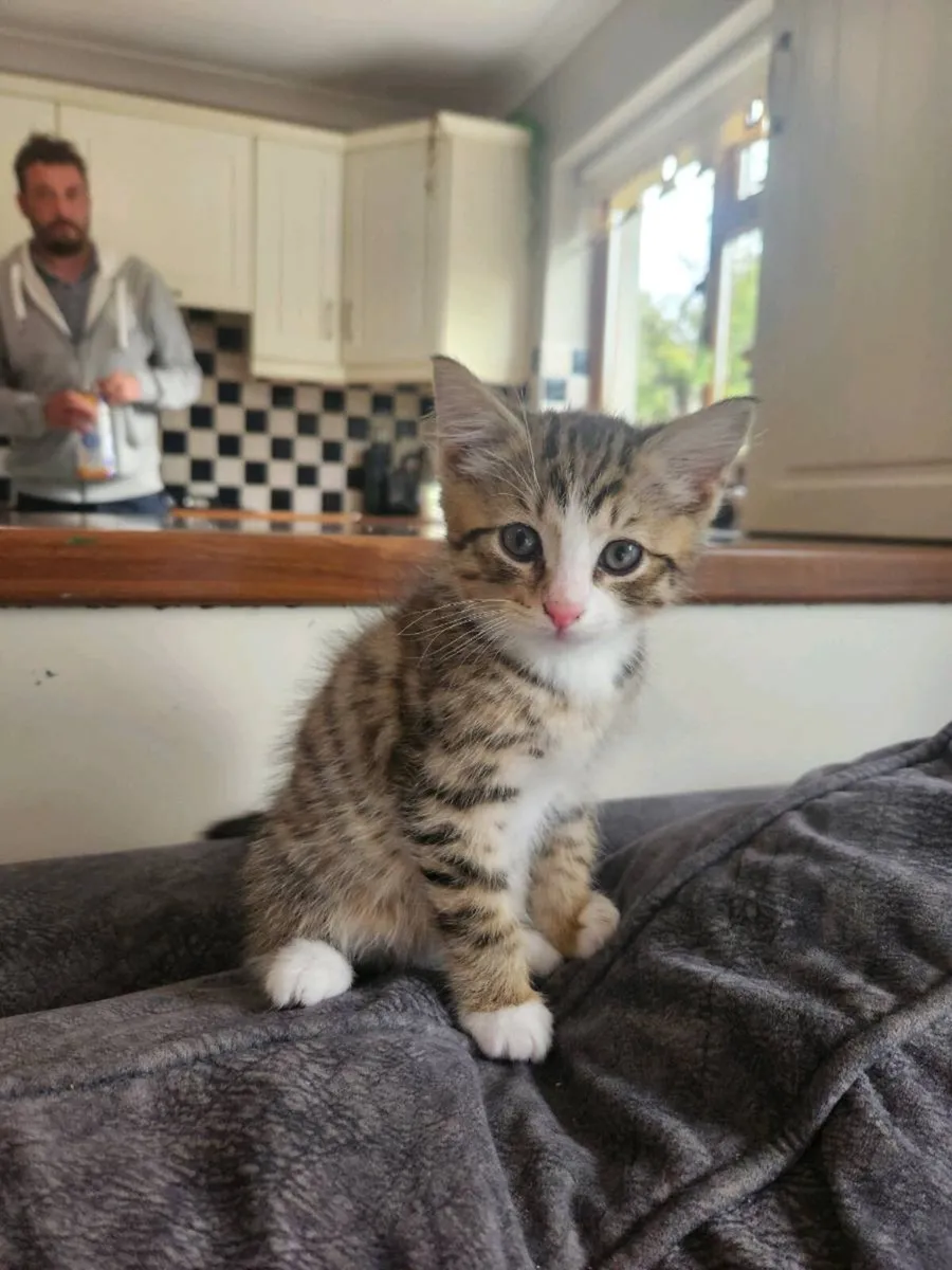 Kittens - Image 2