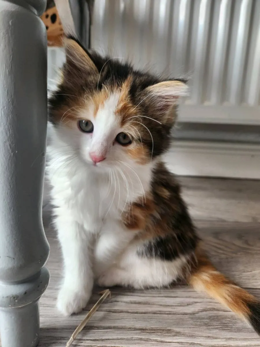 Kittens - Image 3
