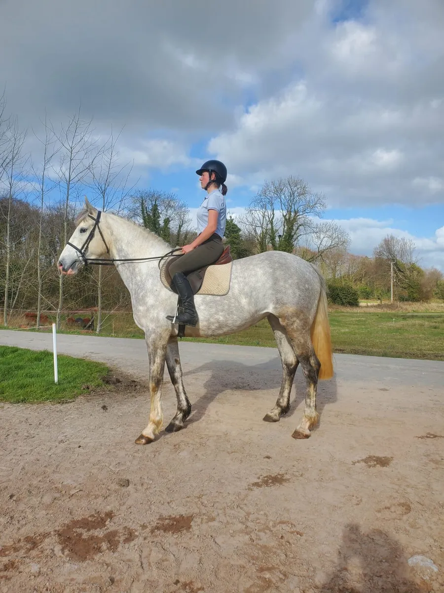 4yr old arID Draft Filly - Image 1