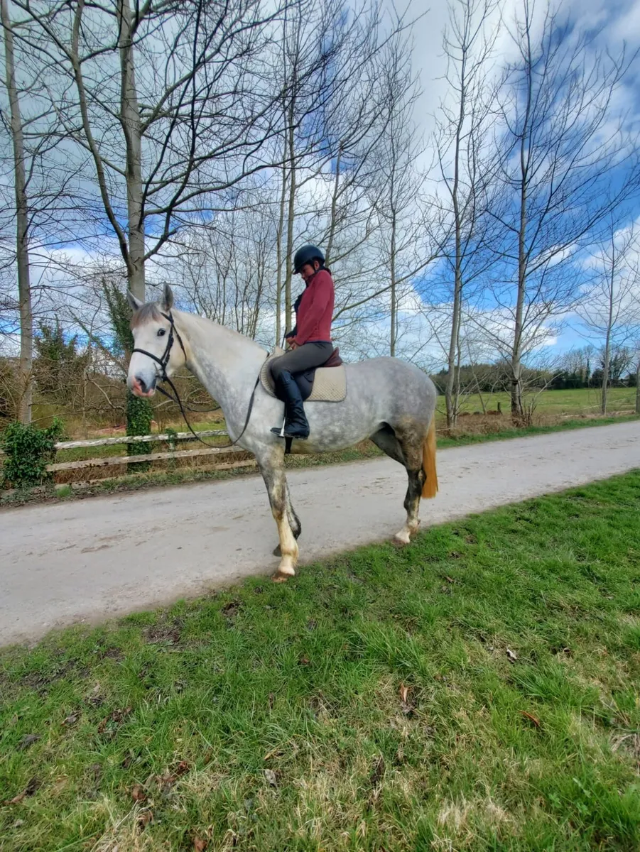 4yr old arID Draft Filly - Image 3