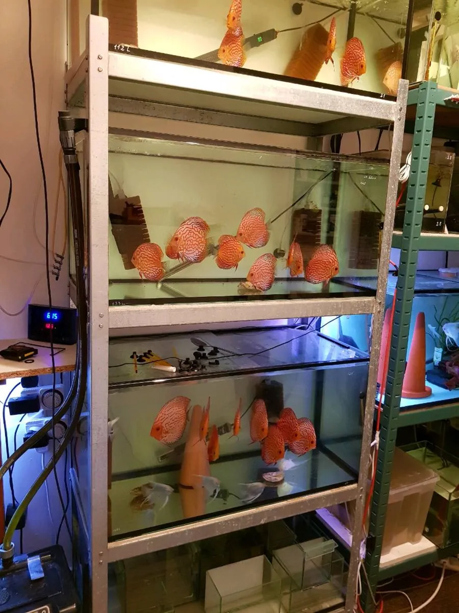 Discus racks for sale - Image 1