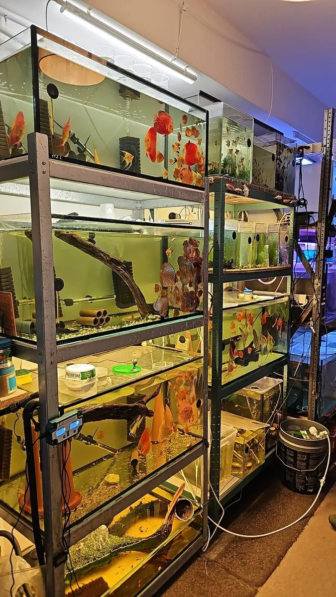 Discus racks for sale - Image 2