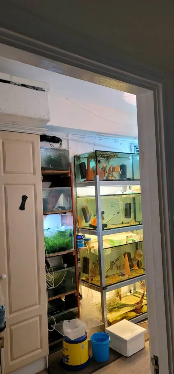Discus racks for sale - Image 3