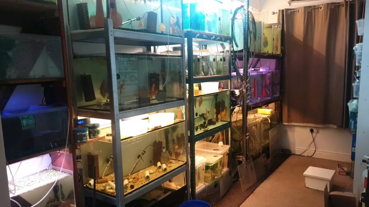 Discus racks for sale - Image 4