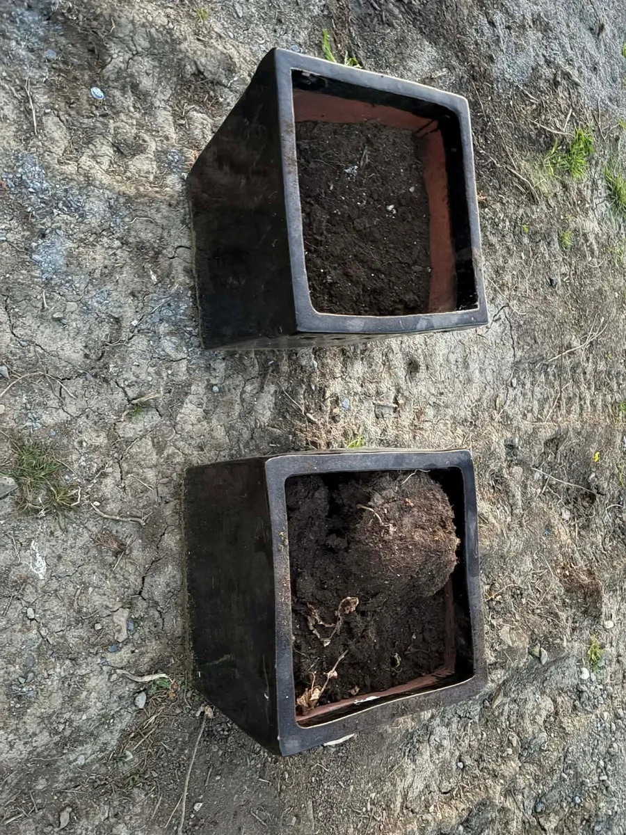 2 extra large glazed pots for sale (ceramic) - Image 2