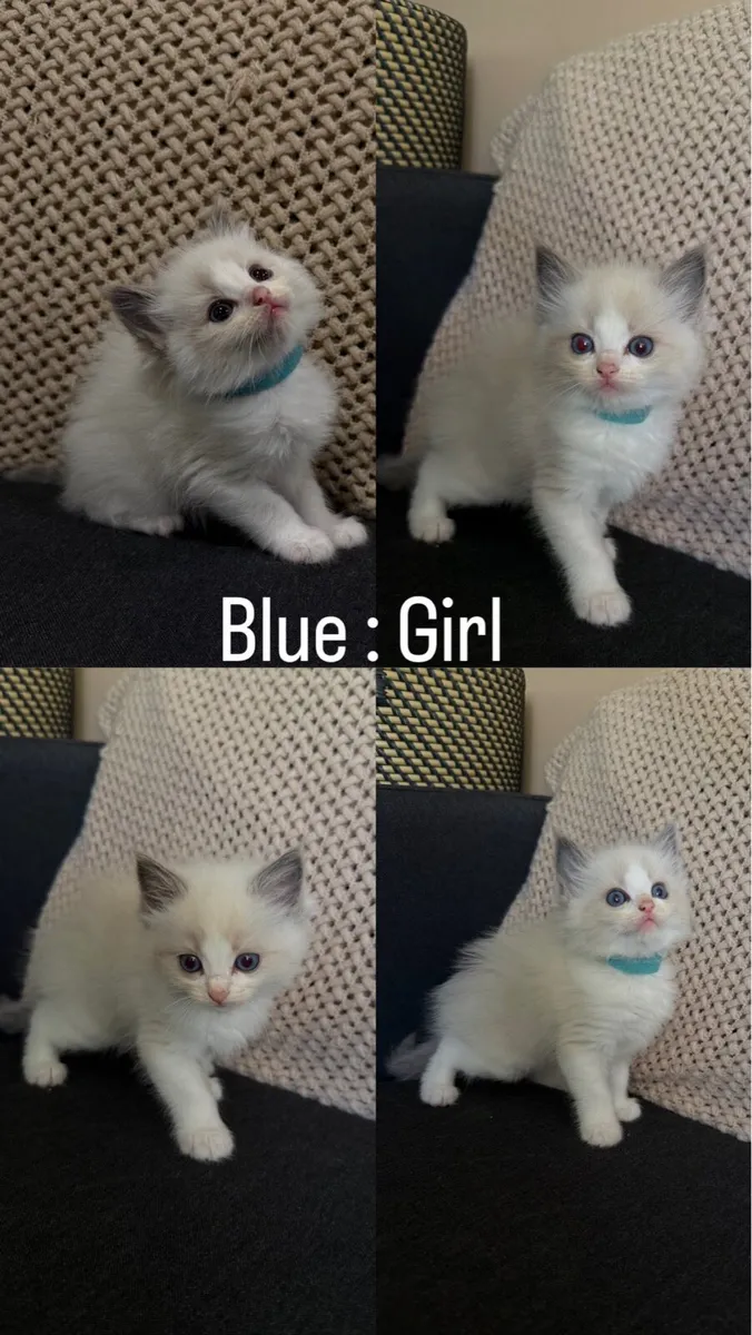 Ragdoll kittens (1 girl left) Ready to go - Image 2