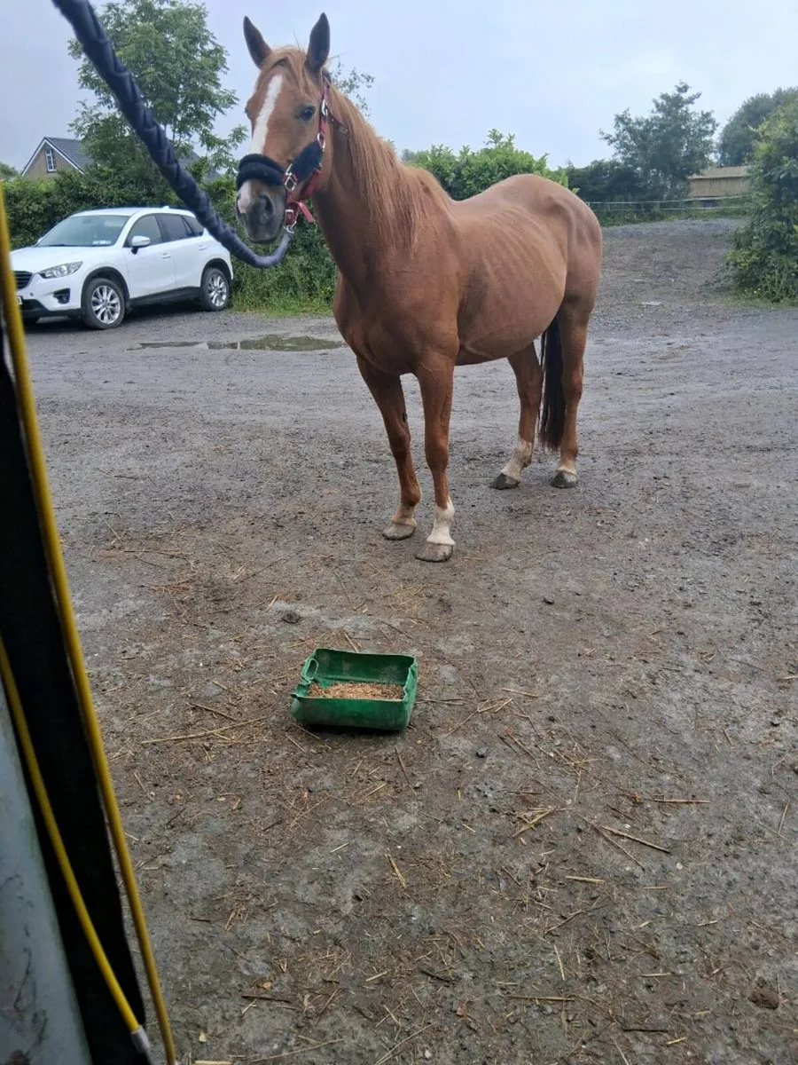 16.1 h  mare  13 year old - Image 3