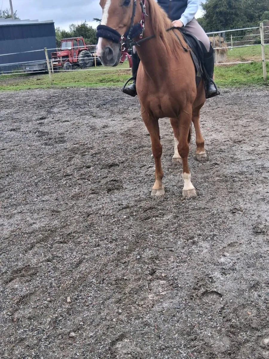 16.1 h  mare  13 year old - Image 4
