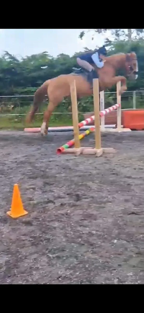 16.1 h  mare  13 year old - Image 1