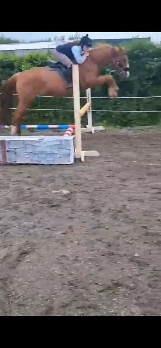 16.1 h  mare  13 year old - Image 2