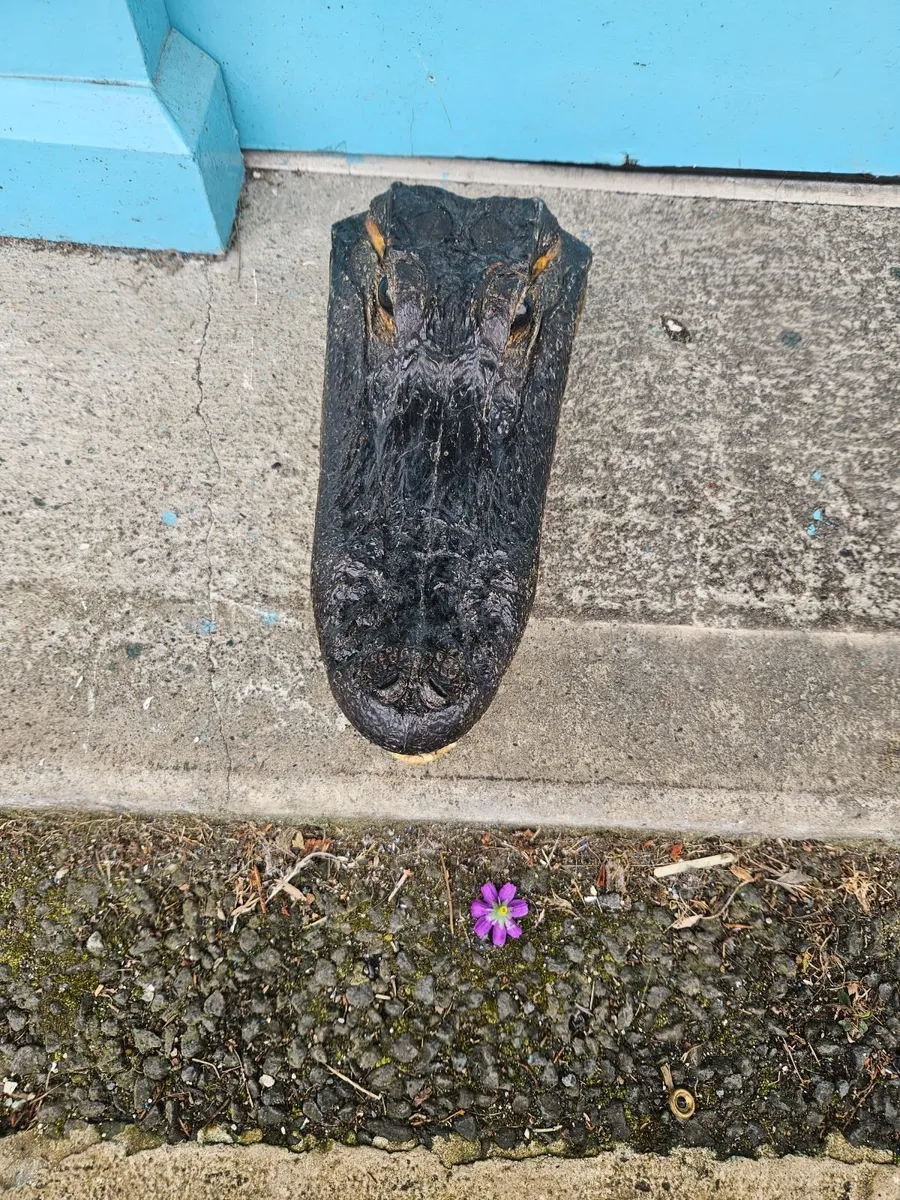 Resin Crocodile Head - Image 2