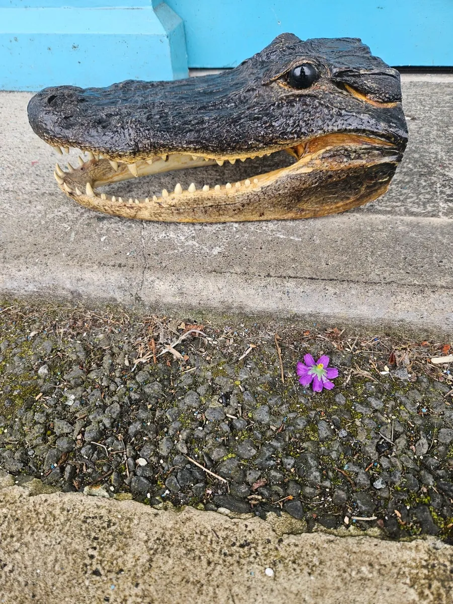 Resin Crocodile Head - Image 3