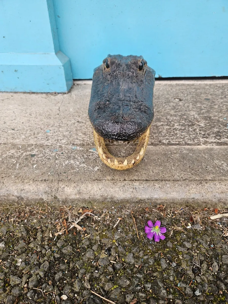 Resin Crocodile Head - Image 1