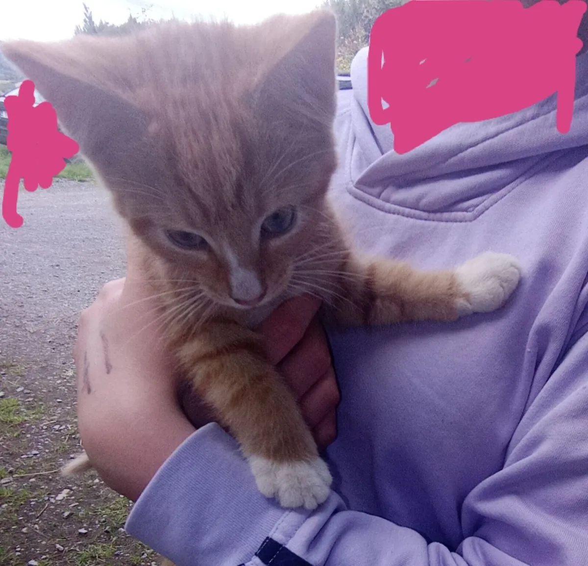 Kittens - Image 1