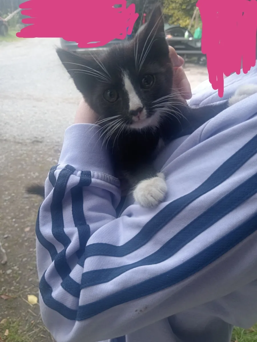 Kittens - Image 3