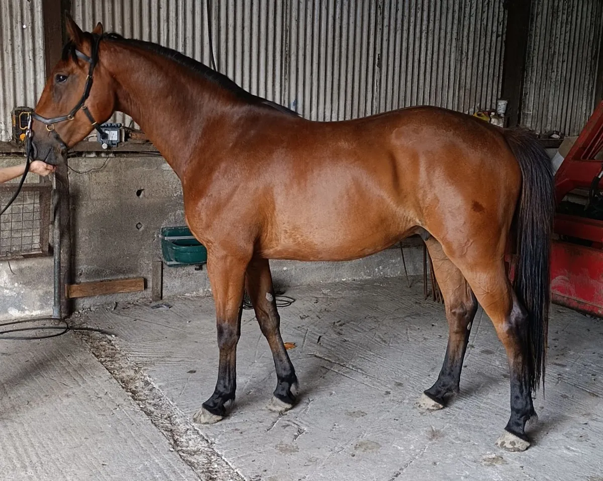 3 year old Gelding - Image 1