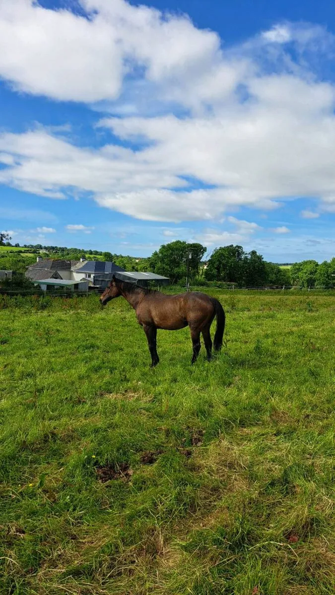 NH Thoroughbred Mare - Image 1