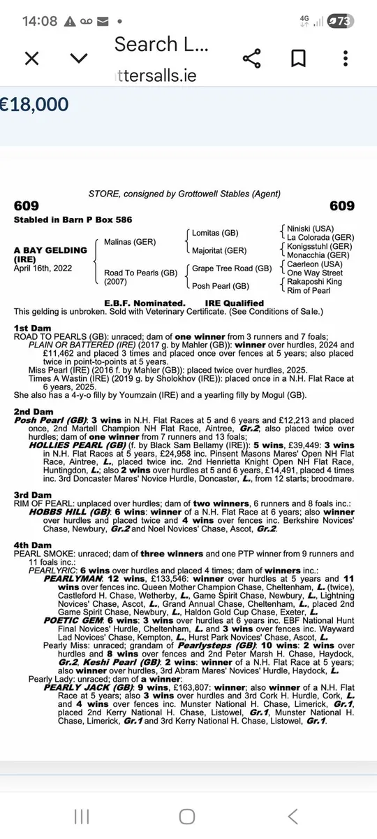 NH Thoroughbred Mare - Image 2