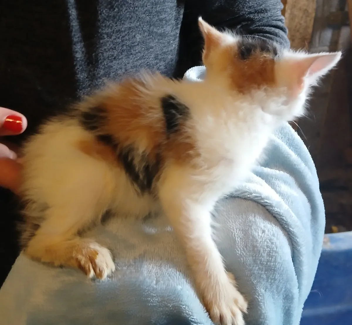 One British short haired kitten left and domestic - Image 2