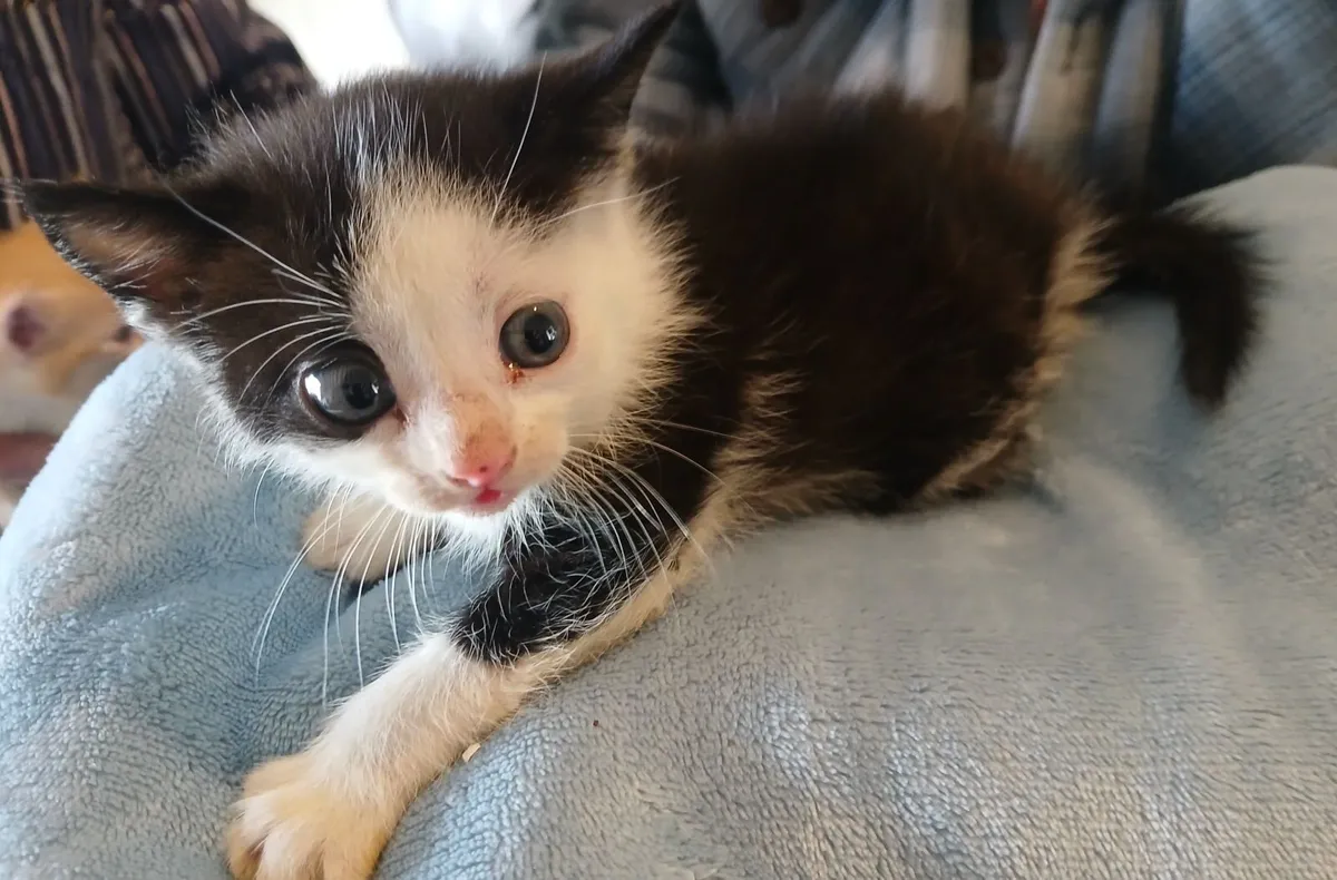 One British short haired kitten left and domestic - Image 3