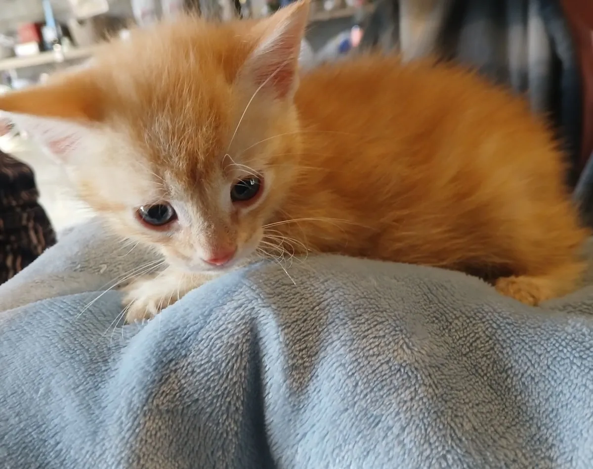 One British short haired kitten left and domestic - Image 4