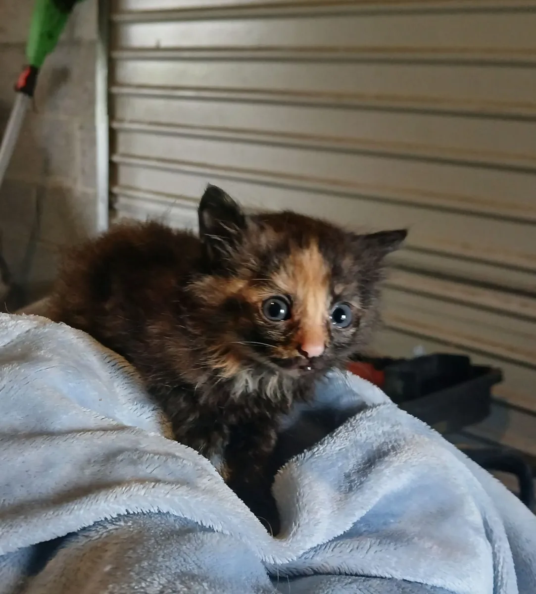 short haired kittens ready now - Image 4