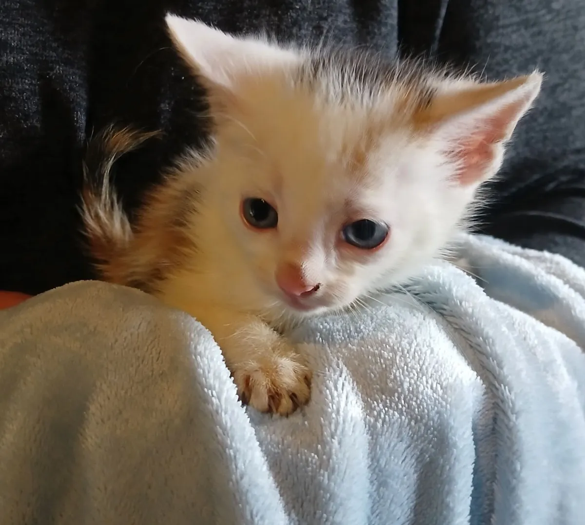 short haired kittens ready now - Image 1