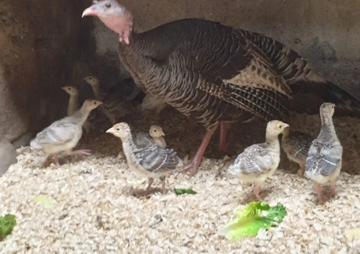 Turkey chicks - Image 1
