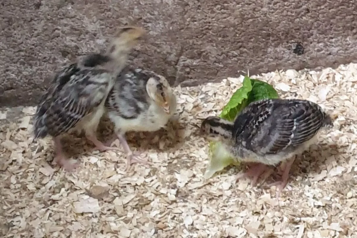 Turkey chicks - Image 2