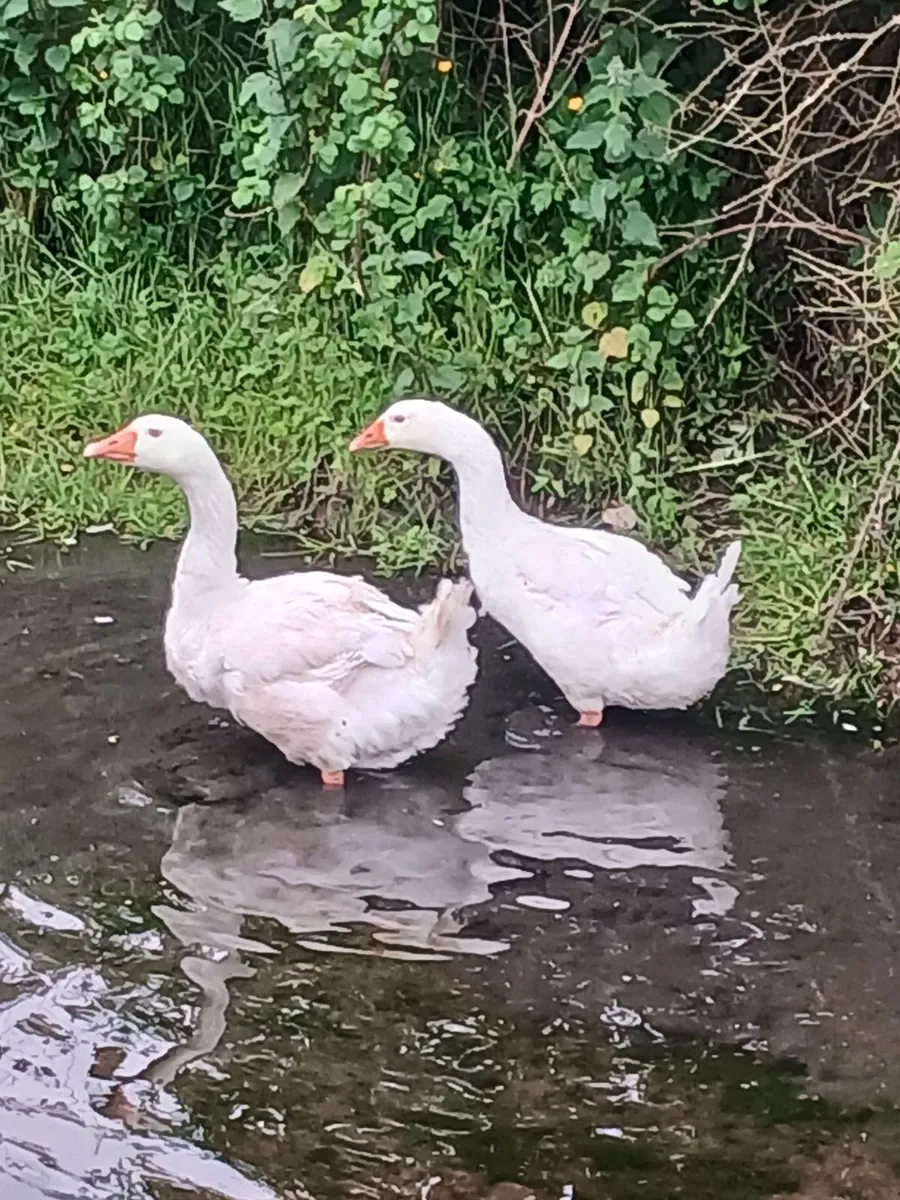 Pair of Geese - Image 1
