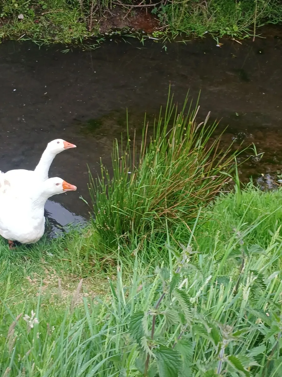 Pair of Geese - Image 3