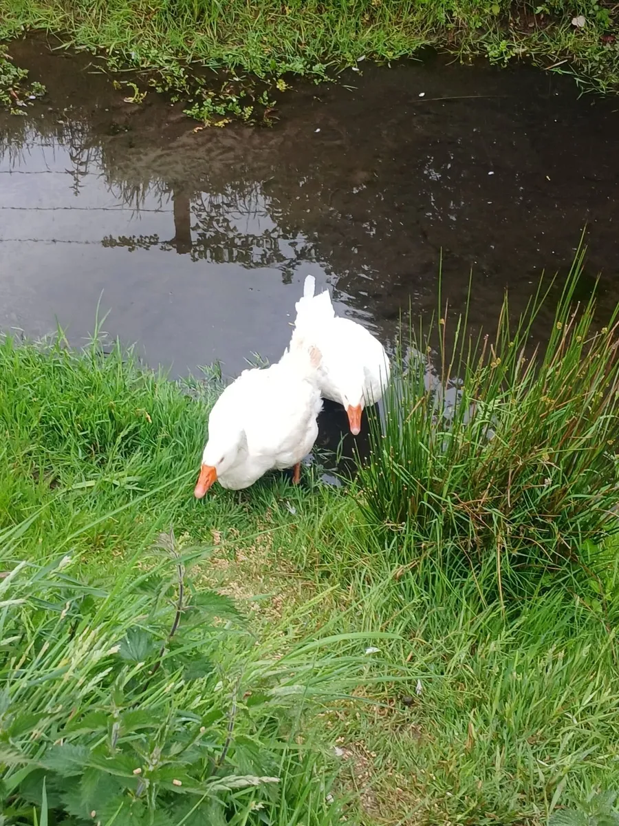 Pair of Geese - Image 2