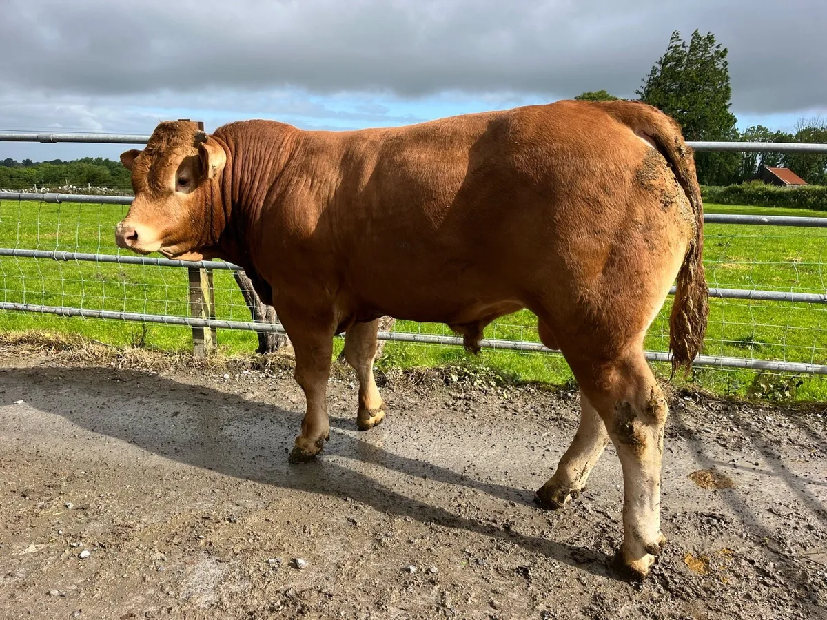 Pedrigree Limousine Bull - Image 2