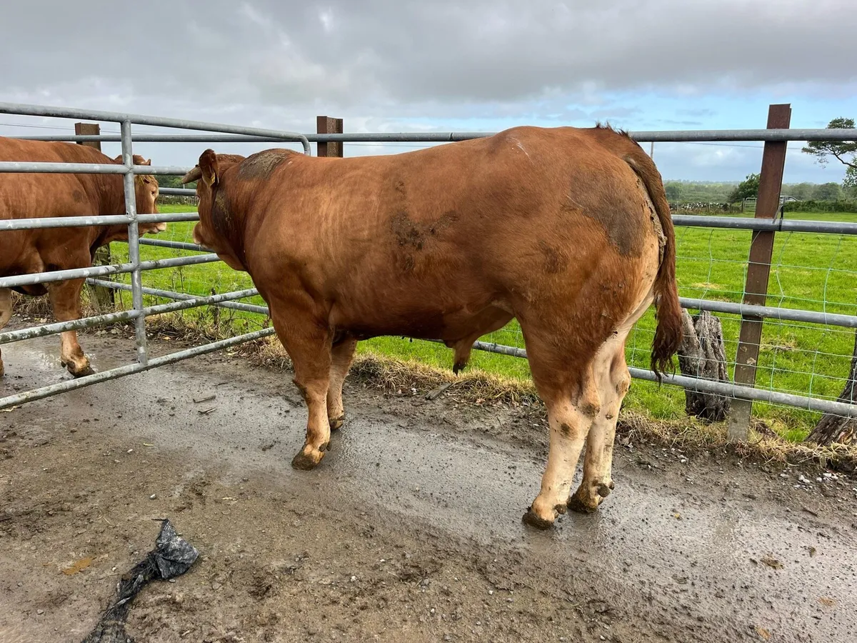 Pedrigree Limousine Bull - Image 4