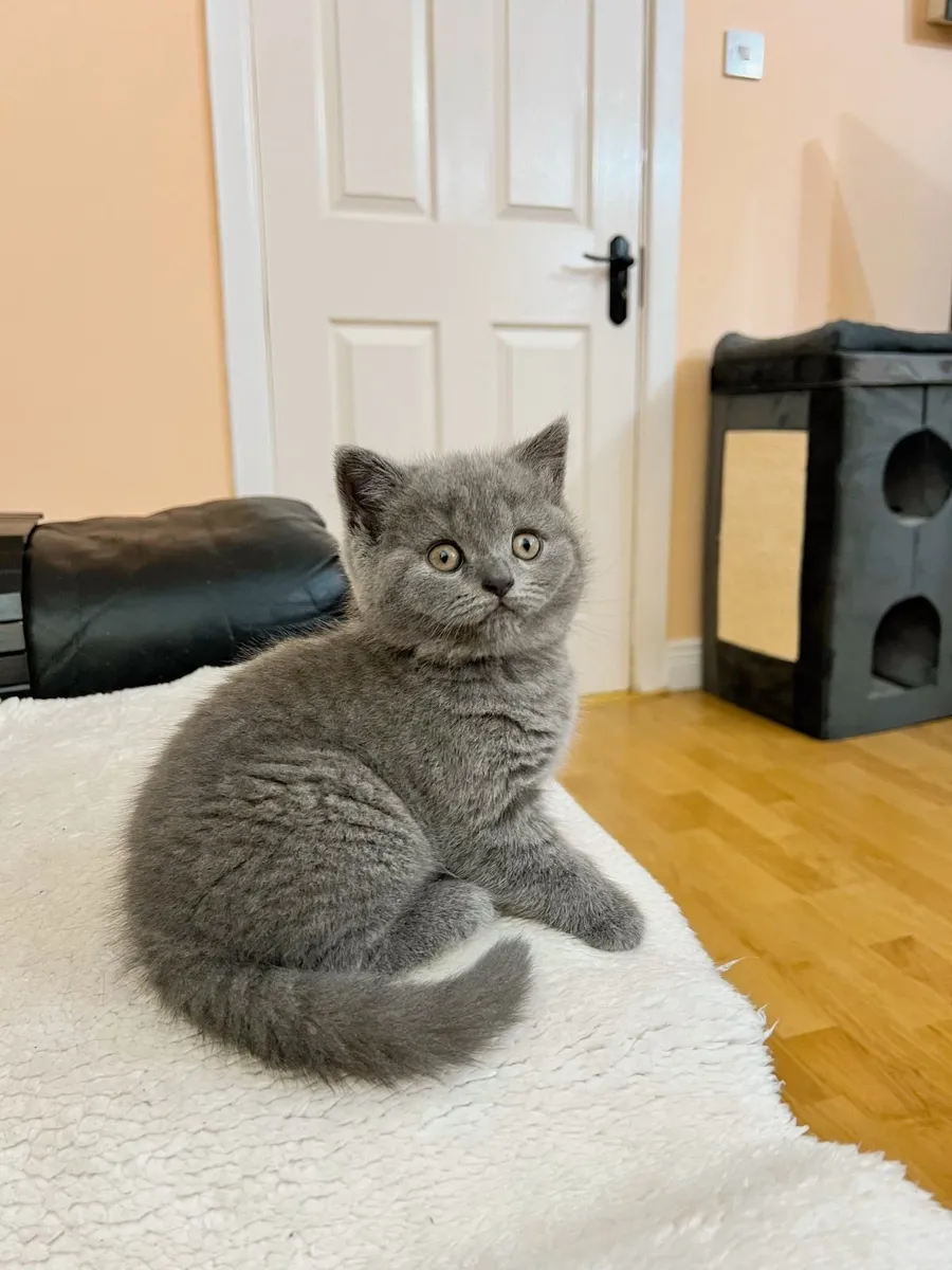 Kittens - Image 1