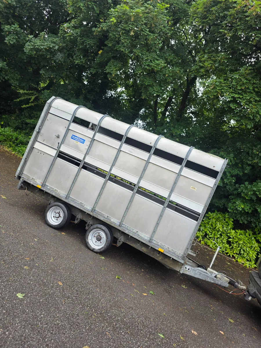 12ft ifor Williams livestock trailer - Image 2