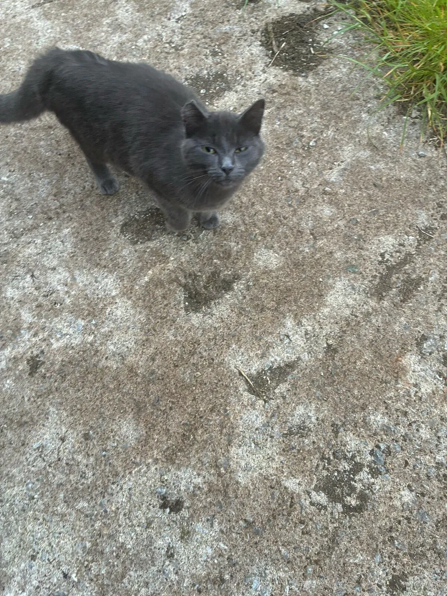 Kitten (Free to loving home-still available) - Image 3