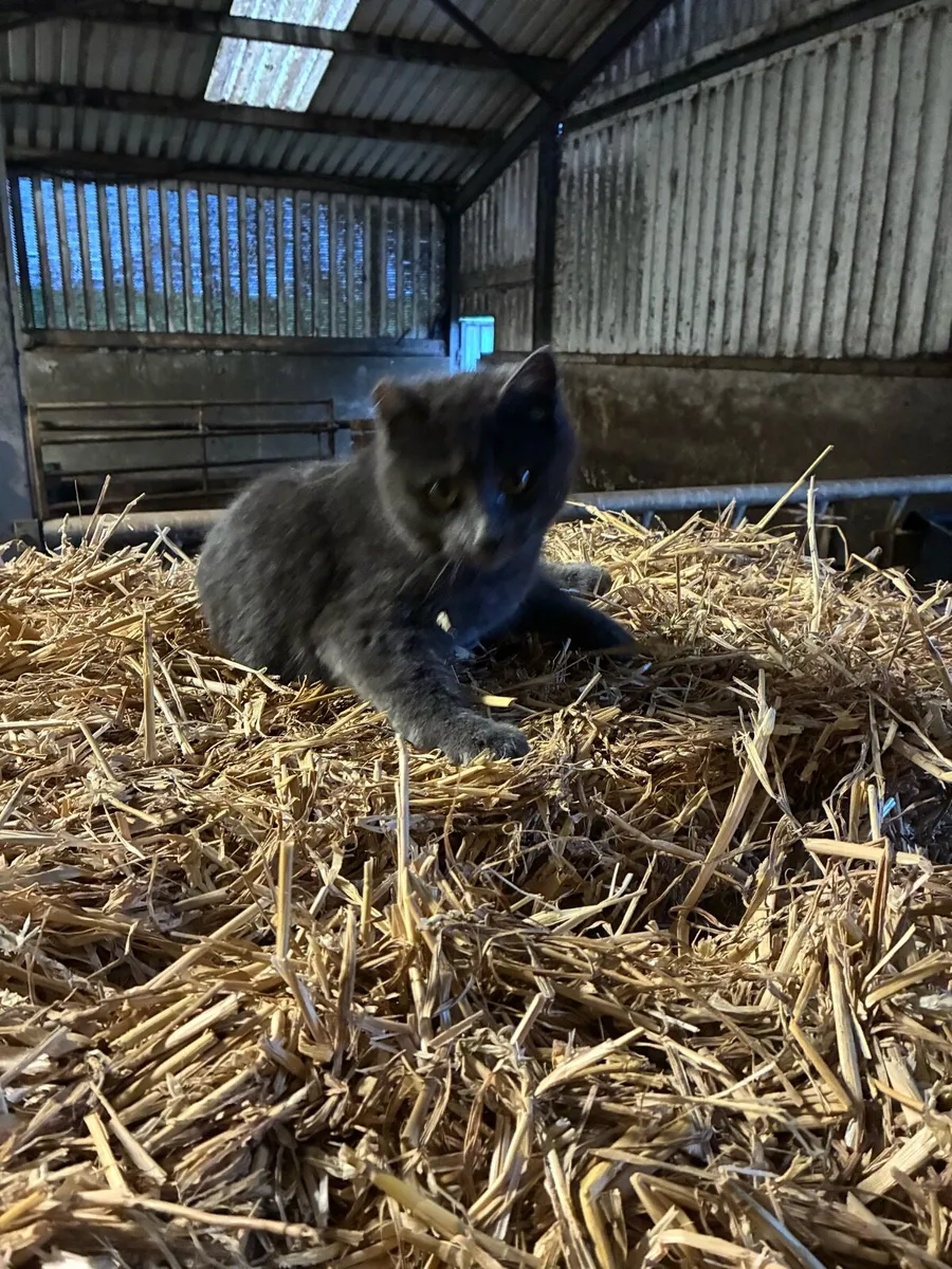 Kitten (Free to loving home-still available) - Image 1