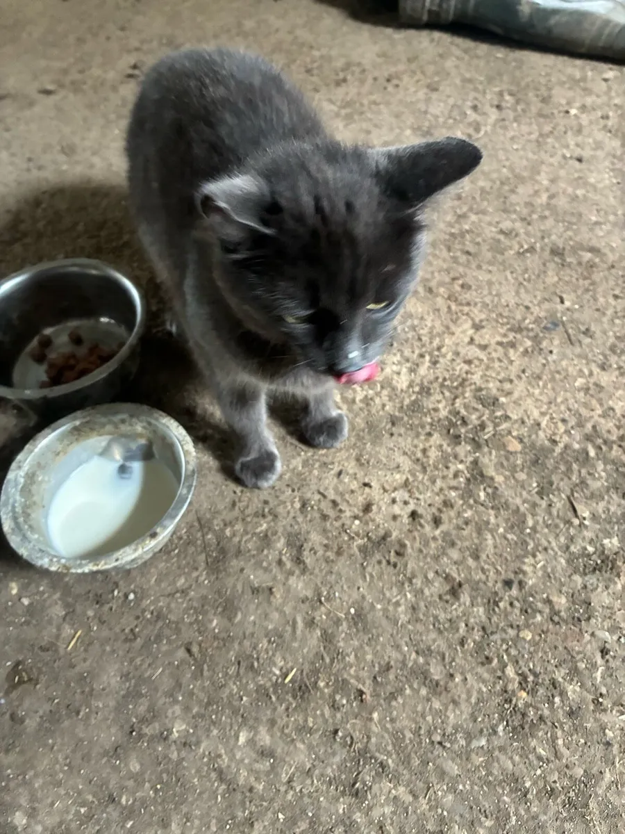 Kitten (Free to loving home-still available) - Image 4