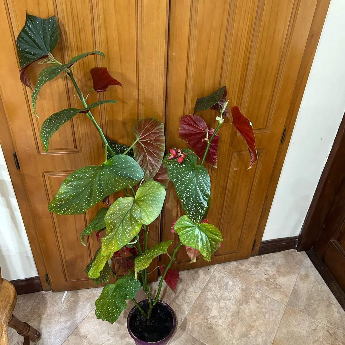 Angel wing begonia - Image 1