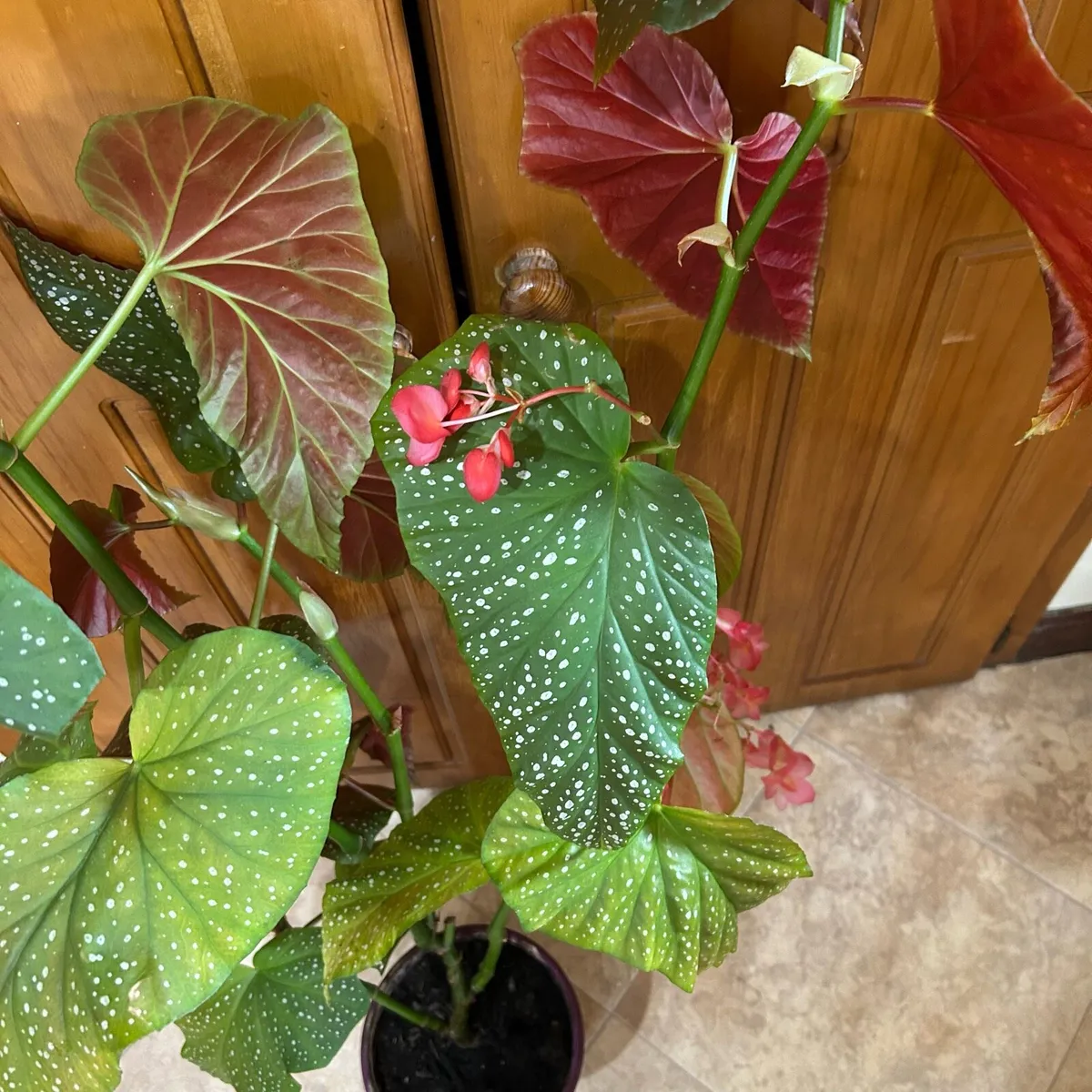 Angel wing begonia - Image 2