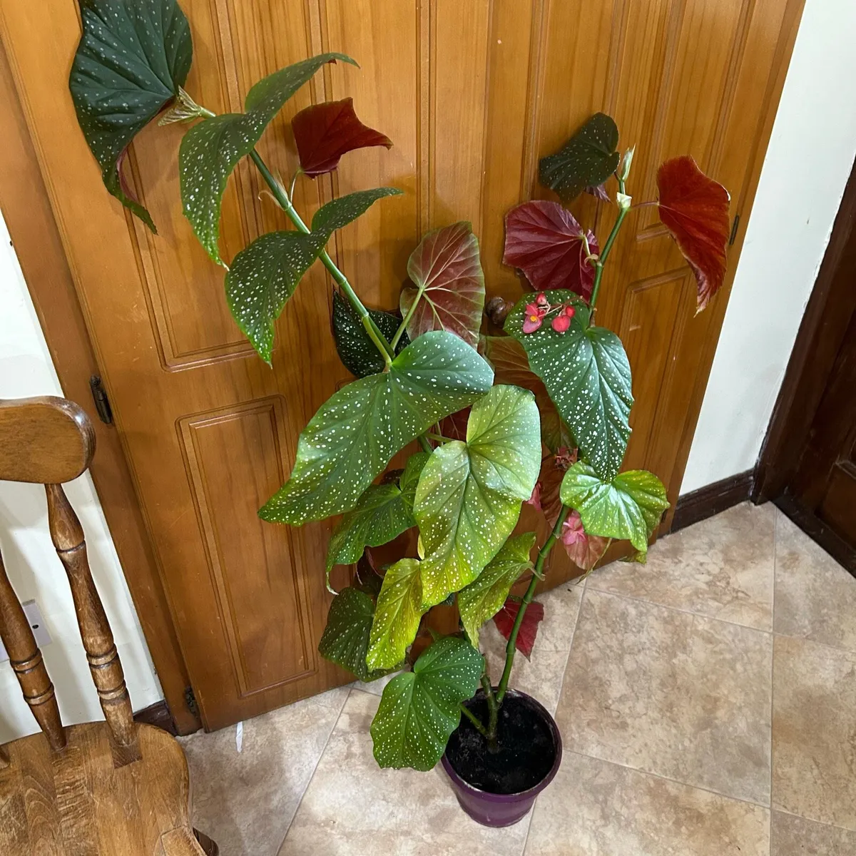 Angel wing begonia - Image 3