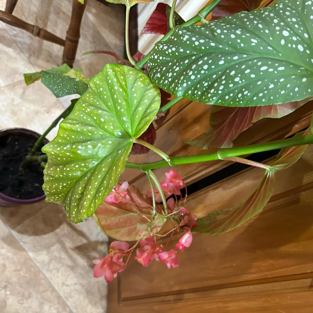 Angel wing begonia - Image 4
