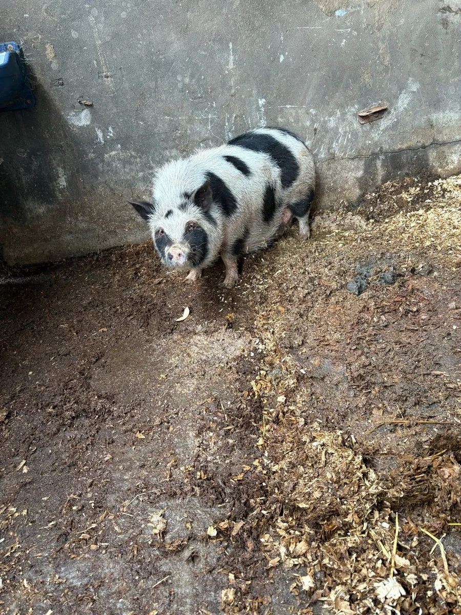 Pig - Image 1
