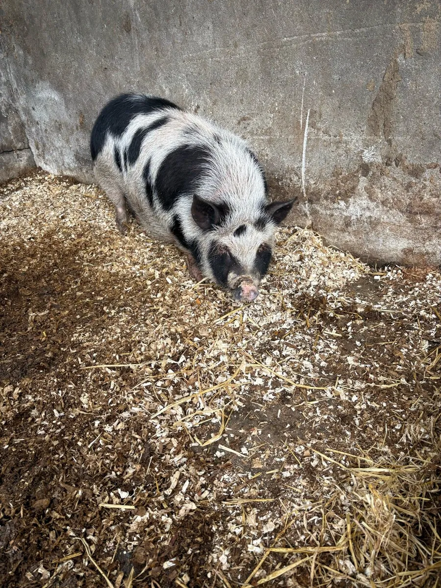 Pig - Image 2
